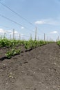 Grape plantation. Rows of vines in spring against the blue sky. Royalty Free Stock Photo
