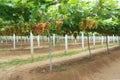 Grape plantation