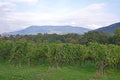 Grape plantation switzerland