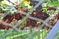 Grape plantation in vineyard with security netting from bird or Royalty Free Stock Photo