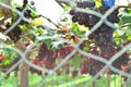 Grape plantation in vineyard with security netting from bird or Royalty Free Stock Photo