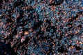 Grape pomace