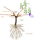 Grape pruning scheme: cane pruned. General view of grape vine plant with root system in dormant and g