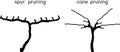 Grape pruning scheme: spur and cane pruned