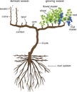 Grape pruning scheme: spur pruned. General view of grape vine plant with root system