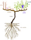Grape pruning scheme: spur pruned. General view of grape vine plant with root system