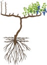 Grape pruning scheme: spur pruned. General view of grape vine plant with root system isolated on white background