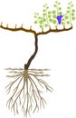 Grape pruning scheme: spur pruned. General view of grape vine plant with root system