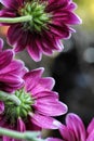 Grape purple daisies catching the light