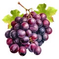 Grape. Realistic close-up illustration of fresh fruit, isolated on white background. Generative AI