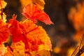 Grape red leaf close-up on a blurry background. Colorful natural autumn background Royalty Free Stock Photo