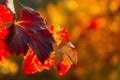 Grape red leaf close-up on a blurry background. Colorful natural autumn background Royalty Free Stock Photo