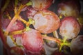 Grape red macro of the berries Royalty Free Stock Photo