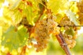Grape Riesling on grape vine in vineyard Royalty Free Stock Photo