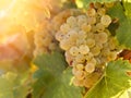 Grape Riesling in vineyard in late afternoon Royalty Free Stock Photo