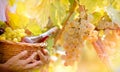 Grape Riesling wine grape on grapevine in vineyard Royalty Free Stock Photo