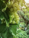 The grape ripens on the branches in the summer Royalty Free Stock Photo