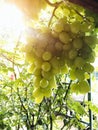 the grape ripens on the branches in the summer Royalty Free Stock Photo