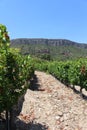 Between Grape Rows on a Hill in Priorat Spain