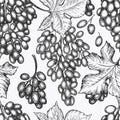 Grape seamless pattern. Hand drawn vector grape berry illustration. Engraved style retro botanical background Royalty Free Stock Photo
