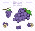 Grape set. Hand drawn illustration of grape set. Vector illustration