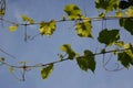 Grape shoots with green leaves on the background of blue sky. Garden in summer Royalty Free Stock Photo