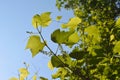 Grape shoots with stems, leaves, tendrils and buds. Fresh green plant of grape on the background of light blue sky. Garden