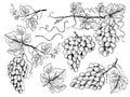 Grape sketch. Floral pictures wine grapes with leaves and tendrils vineyard engraving vector hand drawn illustrations