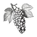 Grape Sketch, Hand Drawn Vine Grapes, Sketched Vineyard Design, Engraving Berries, Ink Fruits