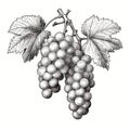 Grape Sketch, Hand Drawn Vine Grapes, Sketched Vineyard Design, Engraving Berries, Ink Fruits