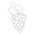 Grape sketch Royalty Free Stock Photo