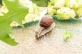 Grape snail on the background of cabbage, close-up, side view-the concept of healthy vitamin nutrition