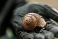 grape snail in black gloved hand . Slugs and snails. Pests and insects