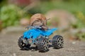 A grape snail on a blue toy ATV. Selective focus on the snail's head. Royalty Free Stock Photo