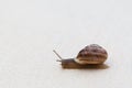 A grape snail with a brown shell crawling on a belu of a textured surface.