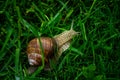 Grape snail crawling in the grass after the rain Royalty Free Stock Photo