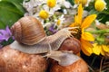 Grape snail crawling over mushrooms against a background of flowers. mollusc and invertebrate Royalty Free Stock Photo