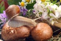 Grape snail crawling over mushrooms against a background of flowers. mollusc and invertebrate Royalty Free Stock Photo