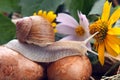 Grape snail crawling over mushrooms against a background of flowers. mollusc and invertebrate Royalty Free Stock Photo