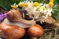 Grape snail crawling over mushrooms against a background of flowers. mollusc and invertebrate Royalty Free Stock Photo