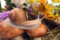 Grape snail crawling over mushrooms against a background of flowers. mollusc and invertebrate Royalty Free Stock Photo