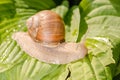 Grape snail crawling on wet leaves Royalty Free Stock Photo