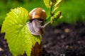 Grape snail crawling on a young shoot of grapes