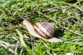 A grape snail crawls on the grass