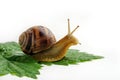 Grape snail crawls on a green leaf on a white background Royalty Free Stock Photo