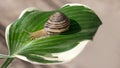 A grape snail crawls on a large green leaf, a blurry background with selective focus