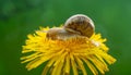 Grape snail on a dandelion flower on a green background in macro, side view.