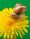 Grape snail on a dandelion flower on a green background in macro, side view.