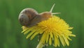Grape snail on a dandelion flower on a green background in macro, side view.