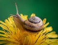 Grape snail on a dandelion flower on a green background in macro, side view.